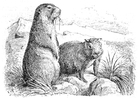 dibujo-para-colorear Marmota