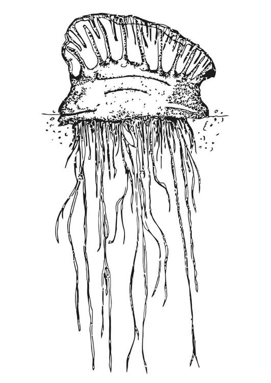 Dibujo para colorear medusa - Dibujos Para Imprimir Gratis - Img 19483