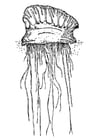 Dibujos para colorear medusa