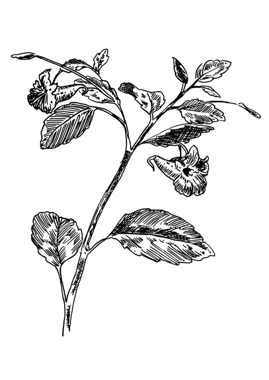 Dibujo para colorear mimosa pudica