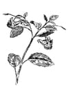 mimosa pudica