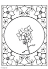 dibujo-para-colorear Miosotis