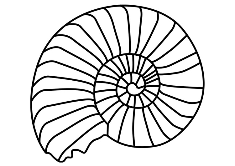 Dibujo para colorear molusco ammonite