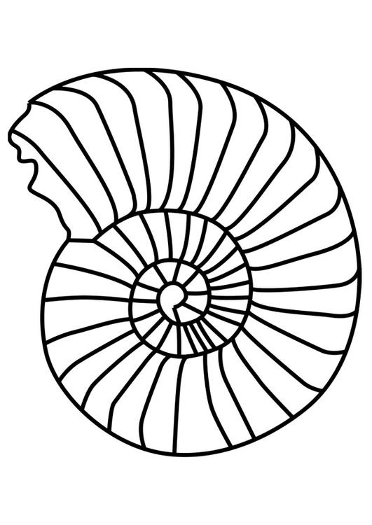 molusco ammonite