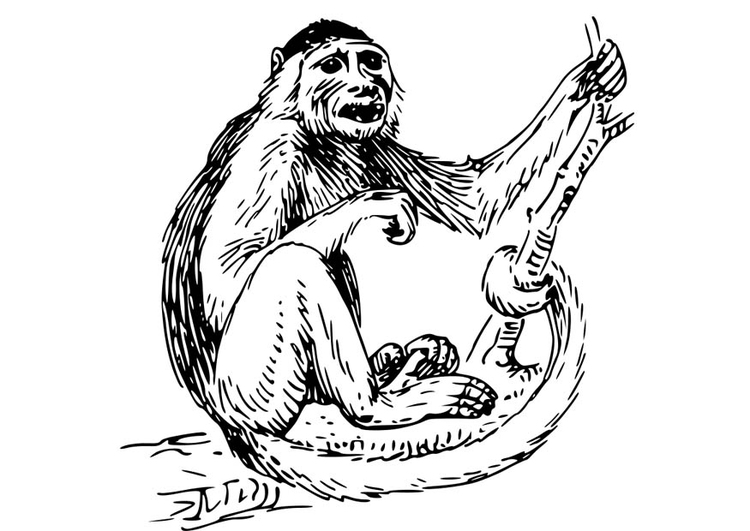 Dibujo para colorear mono capuchino
