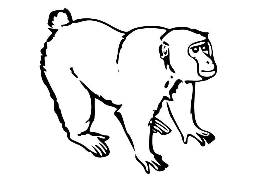 Dibujo para colorear Mono