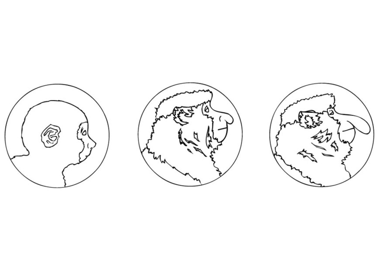 Dibujo para colorear Mono narigudo