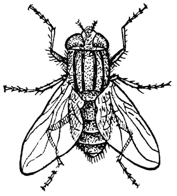 Dibujo para colorear mosca domÃ©stica