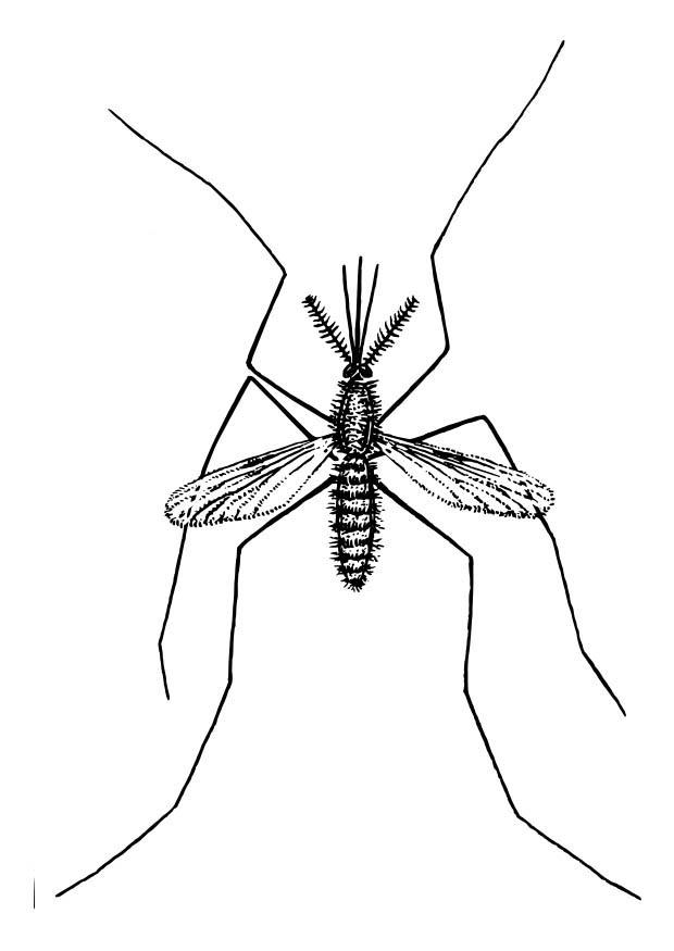 Dibujo para colorear mosquito