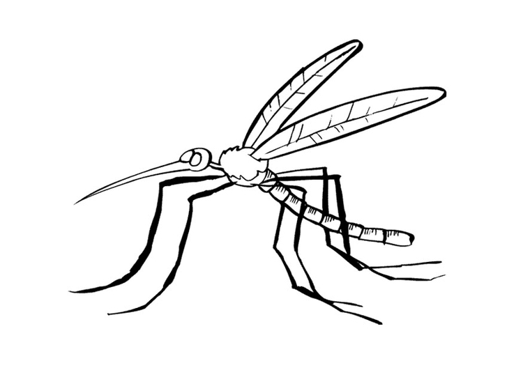 Dibujo para colorear Mosquito