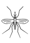 mosquito