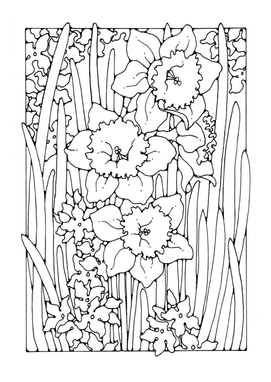 Dibujo para colorear narciso