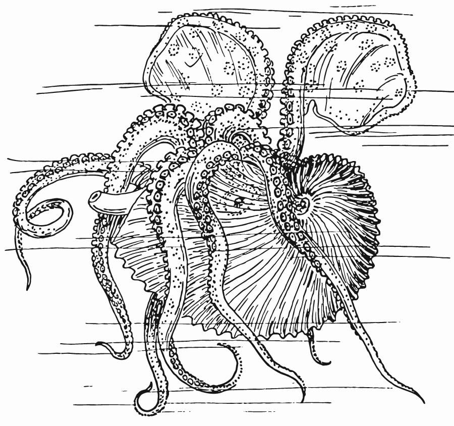 Dibujo para colorear Nautilus - calamar