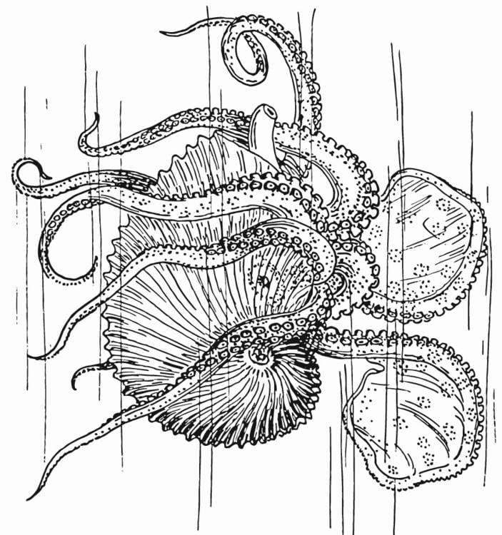 Nautilus - calamar