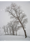 Foto nieve - paisaje invernal