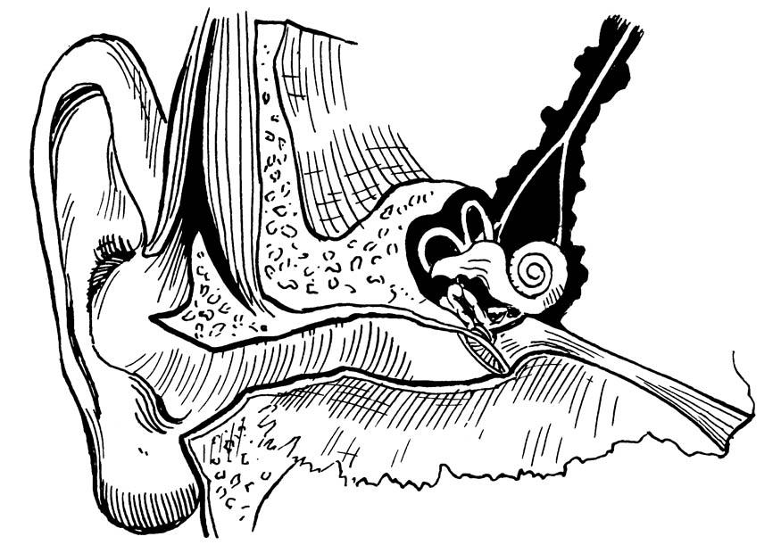 Dibujo para colorear oído, interno y externo - Dibujos Para Imprimir Gratis - Img 16649 Dibujo para colorear oído, interno y externo - Dibujos Para Imprimir Gratis - Img 16649