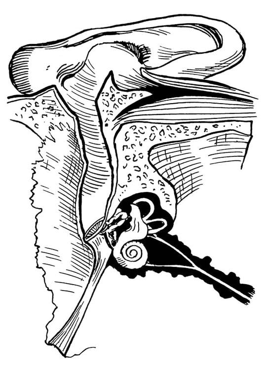 Dibujo para colorear oído, interno y externo - Dibujos Para Imprimir Gratis - Img 16649 Dibujo para colorear oído, interno y externo - Dibujos Para Imprimir Gratis - Img 16649