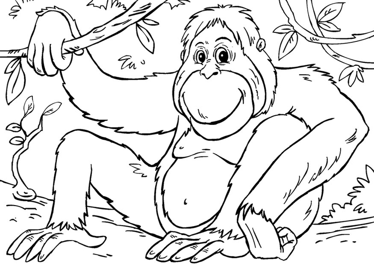 Dibujo para colorear orangutÃ¡n