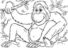 Dibujos para colorear orangutanes