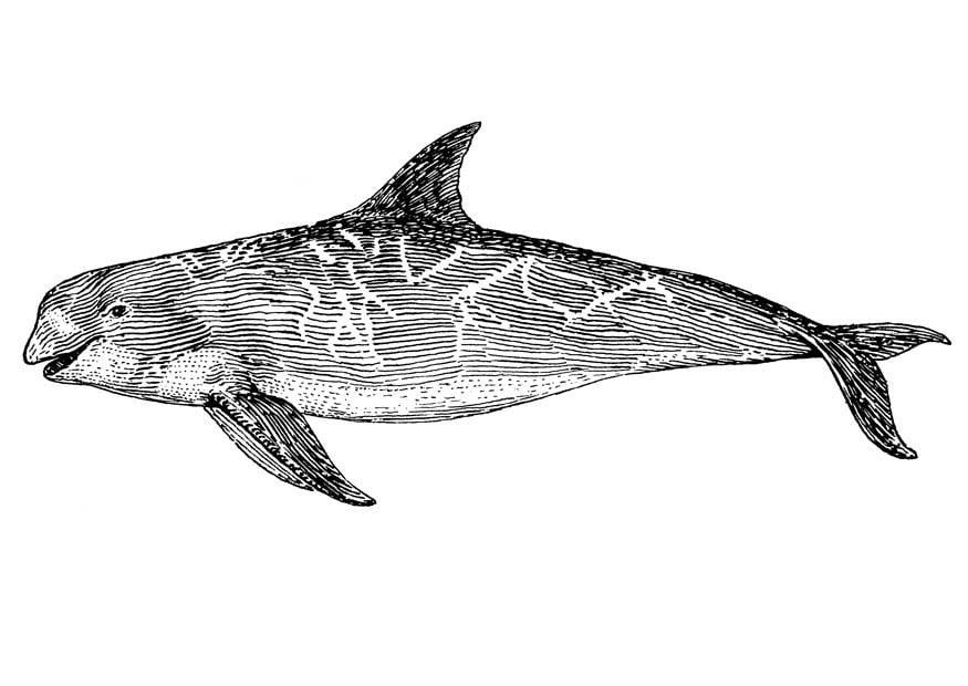 Dibujo para colorear orca