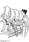 Dibujos para colorear Ordeñar ovejas