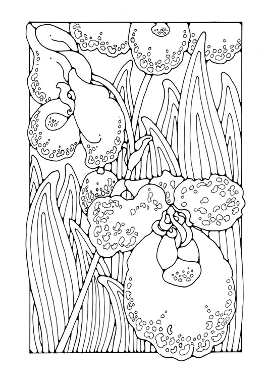 Dibujo para colorear orquÃ­dea