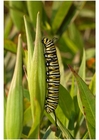 Foto oruga de la mariposa monarca