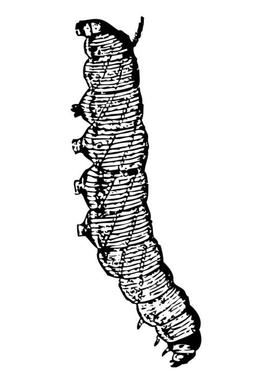 oruga