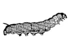 oruga