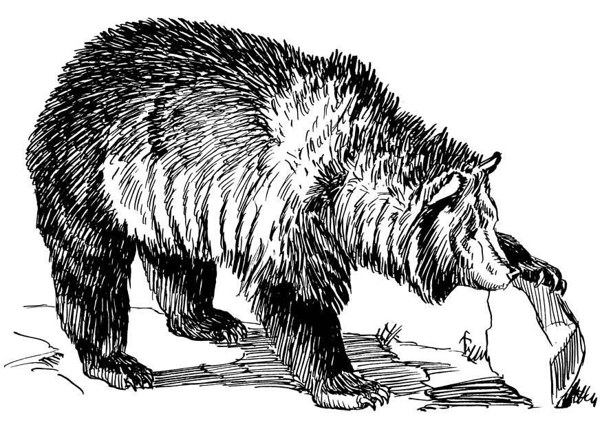 Dibujo para colorear oso