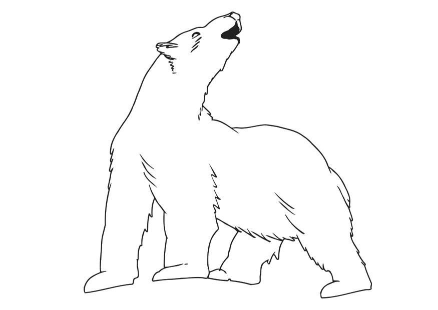 Dibujo para colorear oso polar