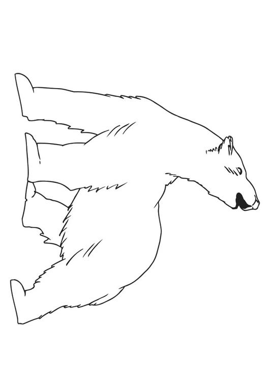 oso polar