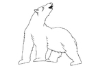 oso polar