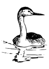 Dibujo para colorear pájaro - achichilique occidental