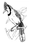 dibujo-para-colorear pájaro - arrendajo azul