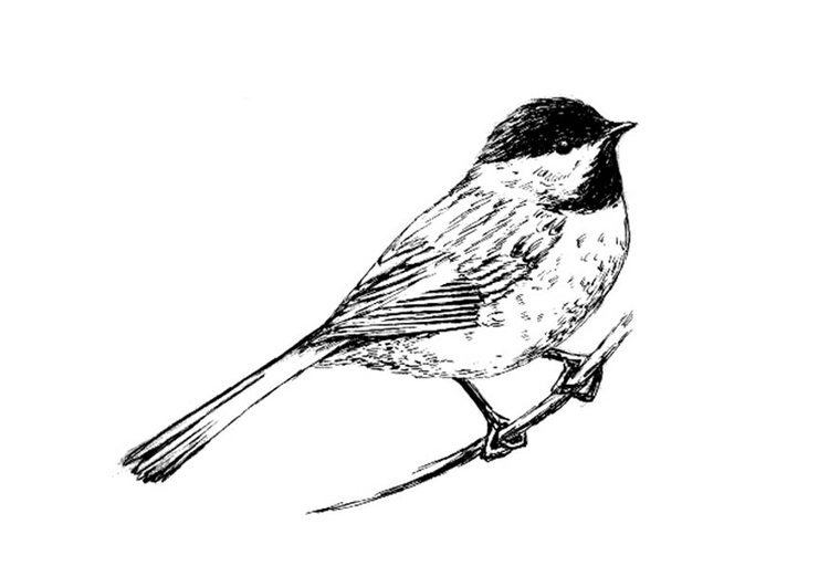 Dibujo para colorear pÃ¡jaro - carbonero de capucha negra