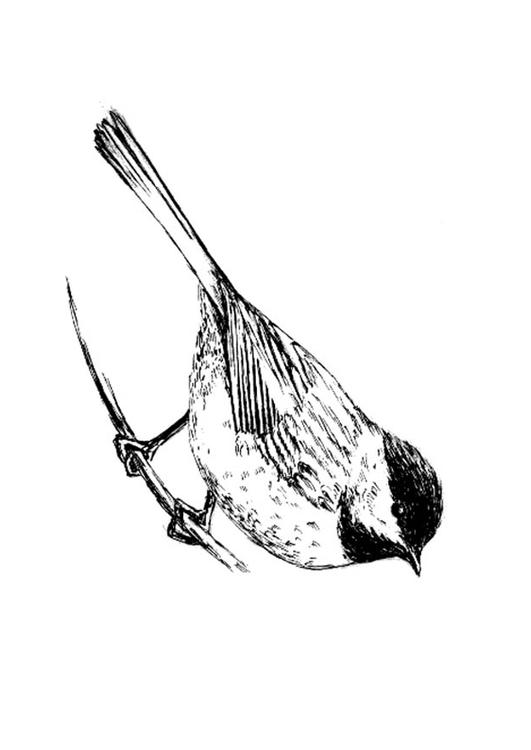 pÃ¡jaro - carbonero de capucha negra