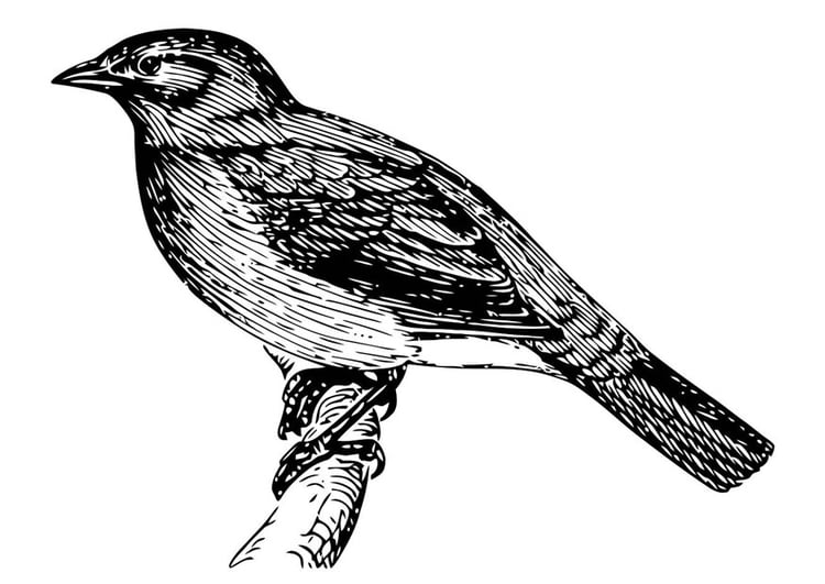 Dibujo para colorear pÃ¡jaro