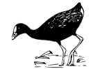 Dibujos para colorear pájaro - gallinula purpúrea