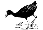Dibujo para colorear pÃ¡jaro - gallinula purpÃºrea