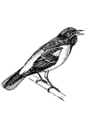 Dibujo para colorear pájaro - oropéndola de baltimore