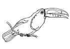 Dibujo para colorear pajaro - tucÃ¡n