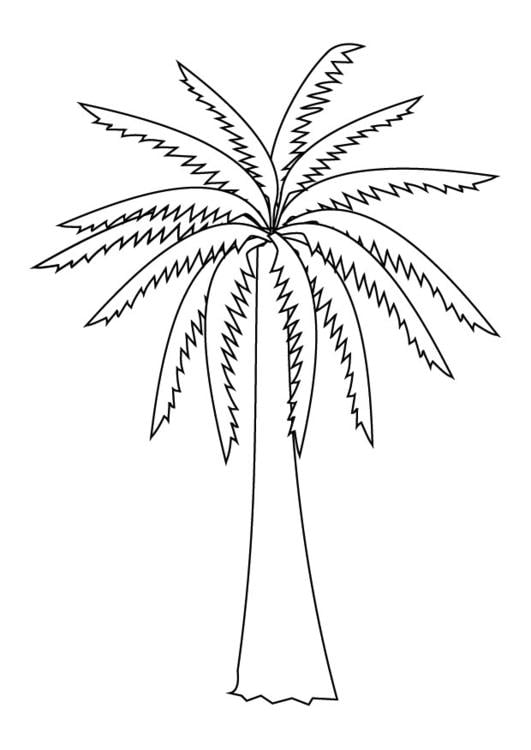 Palmera