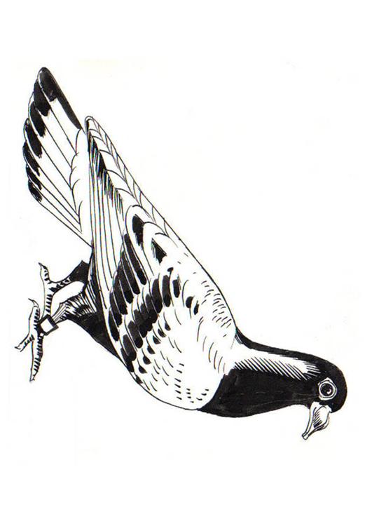 paloma - paloma mensajera