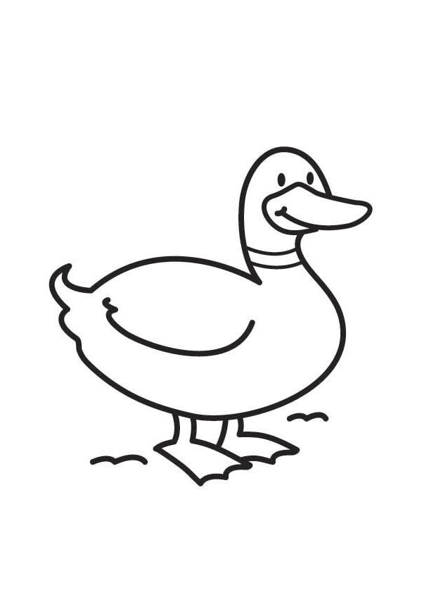 Dibujo para colorear pato