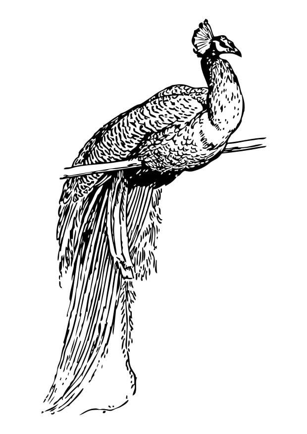 Dibujo para colorear pavo real - Dibujos Para Imprimir Gratis - Img 17382