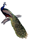 Imagen pavo real