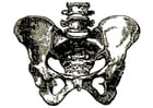Dibujo para colorear pelvis