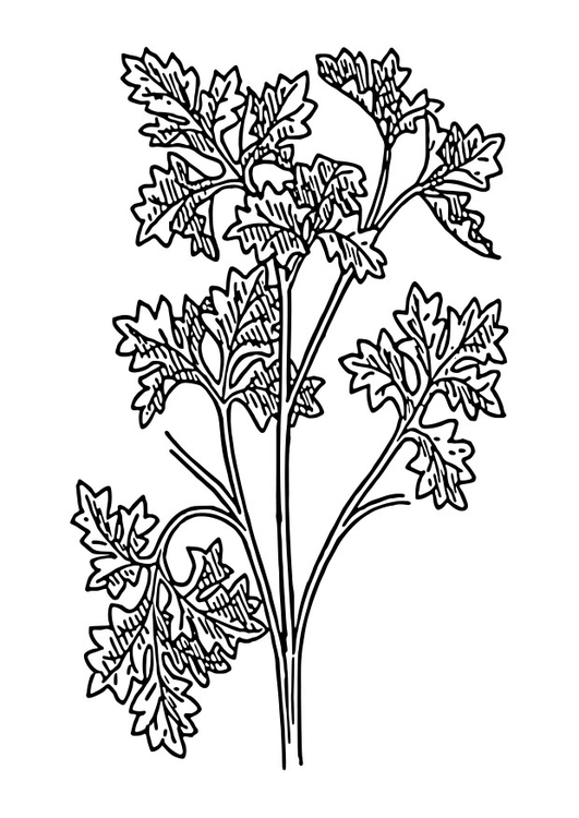 Dibujo para colorear perejil