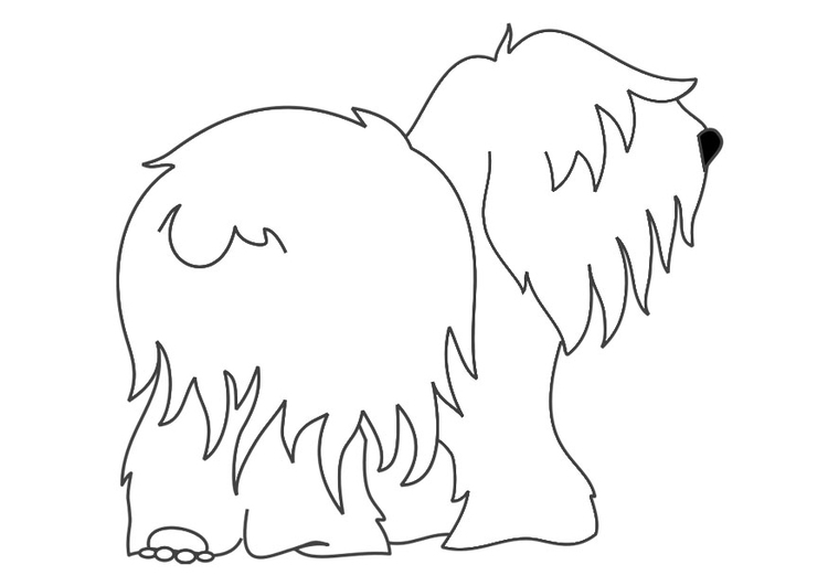 Dibujo para colorear perro - bobtail